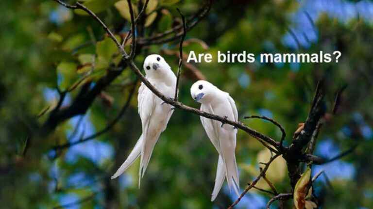 Are Birds Mammals